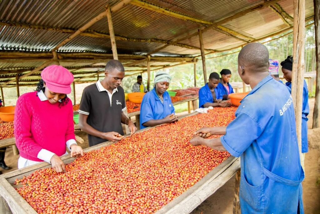 Dukunde Kawa Kiyonza VSLA – Kahawatu